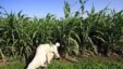 A Sudanese farmer works on his corn farm on the banks of the river Nile in Khartoum (file photo).