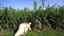 A Sudanese farmer works on his corn farm on the banks of the river Nile in Khartoum (file photo).