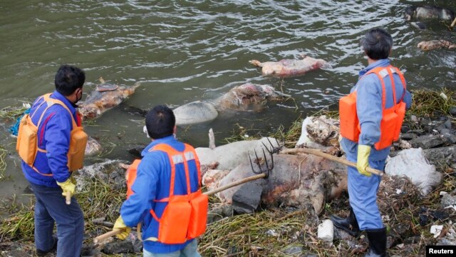 Cleaning workers retrieve the carcasses of pigs from a branch of Huangpu River in Shanghai, March 10, 2013.  
