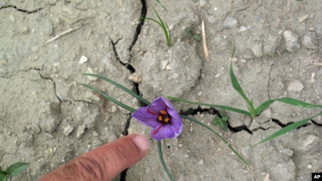 US farmer-soldiers assist Afghan farmers with crops like this small purple flower, which is being raised for saffron, the valuable spice the bloom produces.