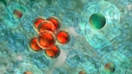 A recent study finds a cancer-killing virus can piggy-back on blood cells to avoid the body's immune system and reach the cancer cells.