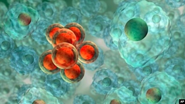A recent study finds a cancer-killing virus can piggy-back on blood cells to avoid the body's immune system and reach the cancer cells.