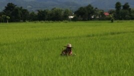 A farmer cuts grasses at her rice field in Fang district, Chiang Mai province, northern Thailand, August 22, 2011.