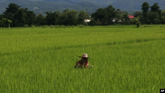 A farmer cuts grasses at her rice field in Fang district, Chiang Mai province, northern Thailand, August 22, 2011.