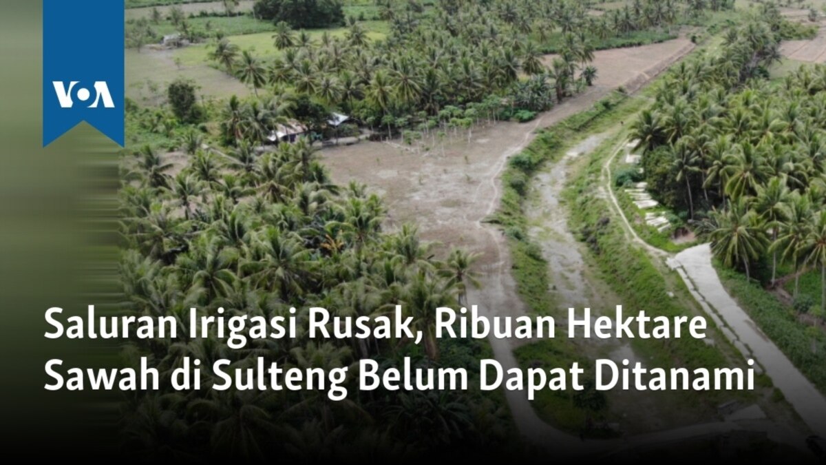 Saluran Irigasi Rusak Ribuan Hektare Sawah Di Sulteng Belum Dapat Ditanami