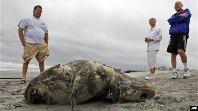 Bangkai penyu serta hewan laut lainnya ditemukan tersebar di sepanjang garis pantai Lambayeque, Peru utara. (Foto: Dok)