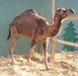 Curly the Camel is fully booked for the 2012 holiday season.