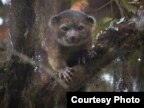 ThOlinguito – สัตว์เลี้ยงลูกด้วยนมที่มีลักษณะผสมผสานระหว่างแมวกับหมีตัวเล็ก พบที่อเมริกาใต้ มีขนฟูสีแดงผสมน้ำตาล หางสั้น หน้ากลม มีบรรพบุรุษร่วมกับแรคคูน นับเป็นสัตว์เลี้ยงลูกด้วยนมแบบกินเนื้อสานพันธุ์แรกที่พบในอเมริกาในรอบ 35 ปี 