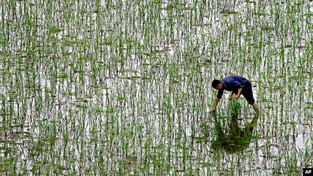 Một nông dân cấy lúa trong một cánh đồng trong tỉnh Hồ Nam, Trung Quốc
