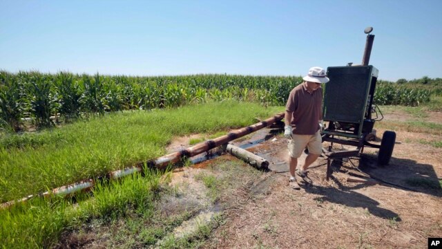 Một nông gia làm việc trong đồng bắp ở Tuckerm, bang Arkansas, Hoa Kỳ