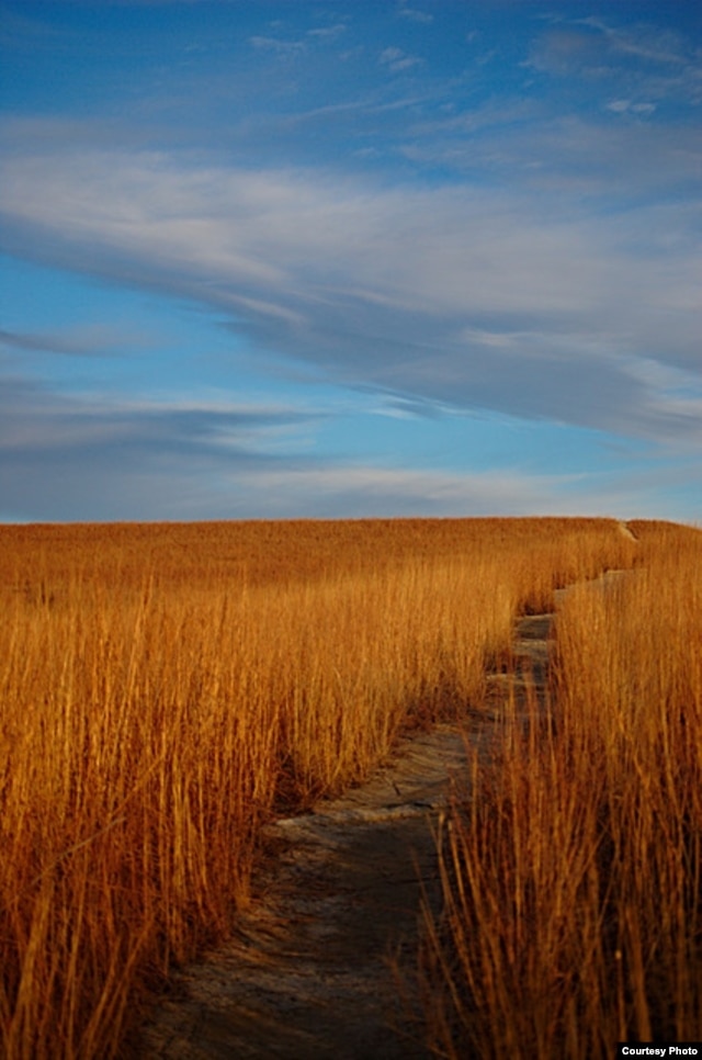 A footpath winds through the Konza preserve. (earlycj5, Flickr Creative Commons)