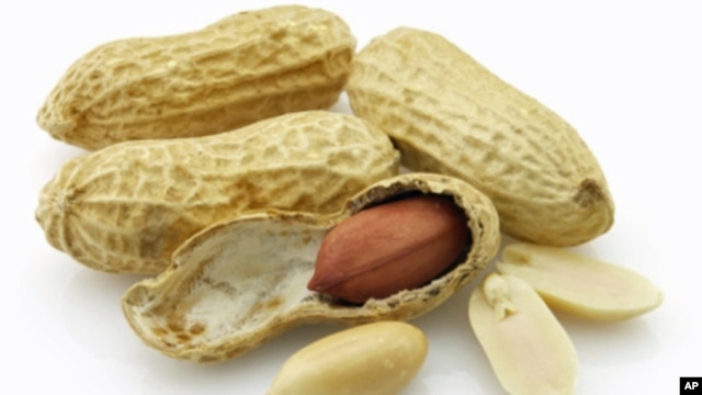 Similar to allergy shots for dust and pollen, feeding peanuts in tiny amounts is designed to reprogram the young patients’ immune system so peanuts don’t provoke life-threatening reactions.