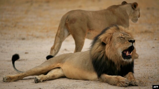 FILE - Cecil, a black-maned lion at Zimbabwe's Hwange National Park, was killed this summer by American hunter Walter Palmer. The Zimbabwe National Parks agency shared the 2012 photo.