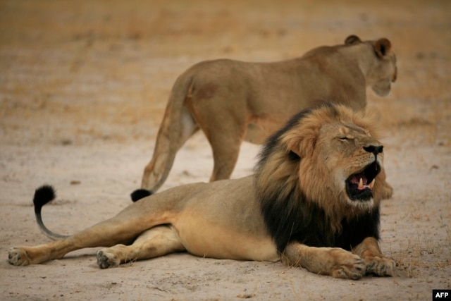 This handout picture taken on October 21, 2012 and released on July 28, 2015 by the Zimbabwe National Parks agency shows a much-loved Zimbabwean lion called 