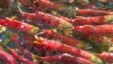 The salmon genome will help other species related to salmon such as rainbow trout and Pacific salmon. (Credit: Genome BC)