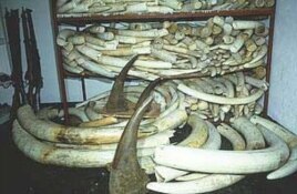 Ivory and rhino horns confiscated in South Africa from alleged poachers. To the left are high-caliber rifles also seized from alleged criminals targeting rhinos and elephants