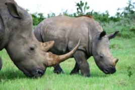 Rhinos graze in the Kariega wildlife reserve. The animal’s horns are much-prized in some parts of Asia, where some people believe the ground horn cures cancer