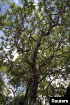 BeKaweesak’s Dragon Tree – ‘ต้นมังกรกวีศักดิ์’ พบในแถบภูเขาในประเทศไทยและพม่า ลักษณะใบแหลมเรียวเหมือนดาบ มีดอกสีครีม ก้านดอกสีส้ม นักวิทยาศาสตร์เชื่อว่าต้นไม้หายากพันธุ์นี้เสี่ยงต่อการสูญพันธุ์ เพราะคาดว่าเหลือไม่ถึง 2,500 ต้น 