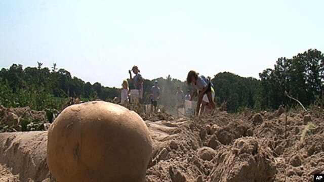 Children with a church group help harvest potatoes that will be sent to area food banks to help feed the hungry.