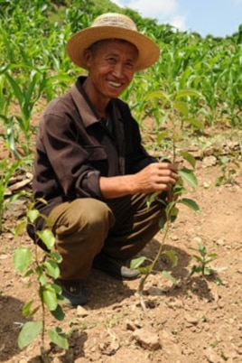 A North Korean man shows off a grafted pear seeding.