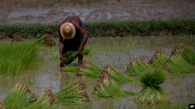 Nông dân nghèo khó vì đất đai bị các công ty tư nhân chiếm đoạt, không có hạt giống tốt với giá phải chăng, khó tiếp cận nguồn vốn, giá thành đầu vào ở mức cao và hệ thống đường sá không tốt khiến cho việc đưa nông sản ra thị trường trở nên khó khăn.