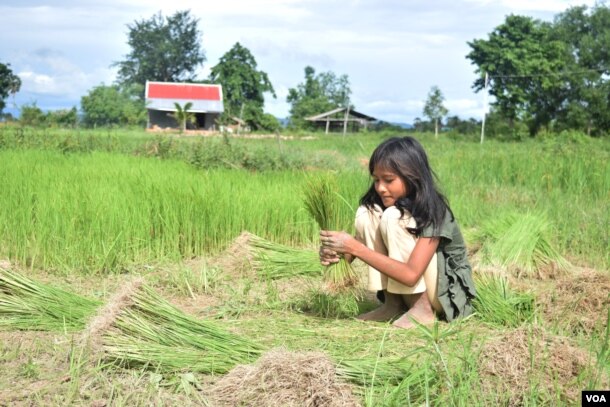 A child in Kampot province, helps her family in the rice field, August 10, 2016. (S. Khan for VOA)