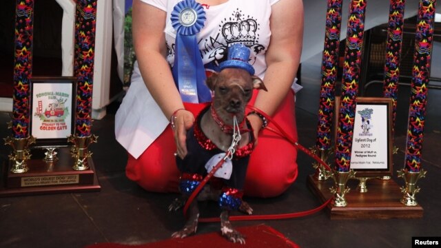 La raza crestado chino ha sido merecedora del premio en varias ocasiones. El antecesor de Mugly, Yoda, es un híbrido de crestado chino y chihuahua.