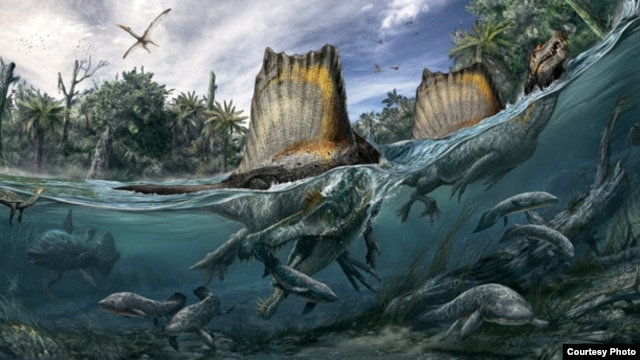 Loài khủng long này dành một phần đời sinh sống và săn mồi dưới vùng nước từng bao phủ Bắc Phi 95 triệu năm trước. (Tranh phác họa: Davide Bonadonna, xuất hiện trên ấn bản tháng 10 của tạp chí National Geographic.)