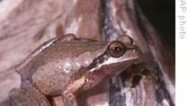Des amphibiens sécrètent par leur peau des substances antimicrobiennes appelées peptides
