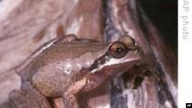 Des amphibiens sécrètent par leur peau des substances antimicrobiennes appelées peptides