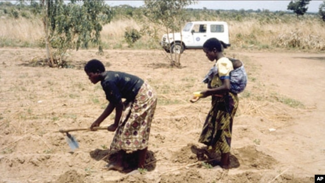 Women working in the fields in Malawi.