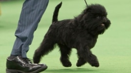 Banana Joe de la raza affenpinscher, camina de la mano de su adiestrador