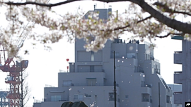 Patriot Advanced Capability-3 (PAC-3) land-to-air missiles are seen under cherry blossoms at the Defence Ministry in Tokyo, April 12, 2012. 