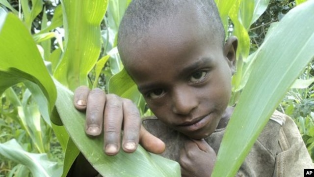 A boy in his father's cornfield who subsists on a diet of grain, but reliance on one food crop leaves the family vulnerable to crop failure and malnourishment, in Shebedino in the south of Ethiopia. (File photo)