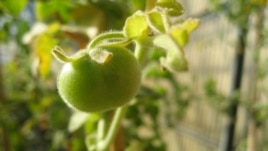 Cà chua Solanum pennellii fruit, khi chín vẫn màu xanh