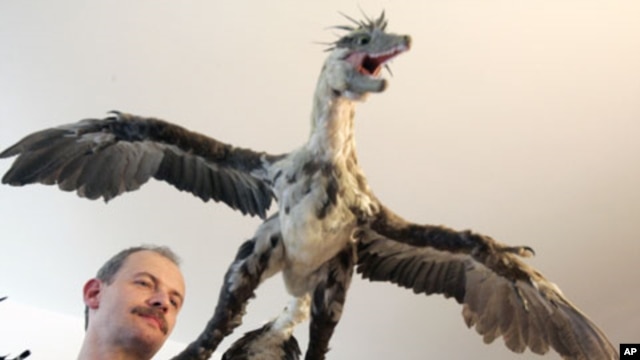 Brazilian paleontologist Alexander Kellner shows a replica of Microraptor during the second Latin American Congress of Vertebrate Paleontology, in Rio de Janeiro, Brazil, August 2005. (file photo)