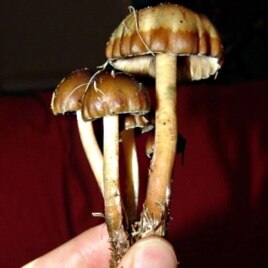 UCLA researchers found the psychedelic compound, psilocybin - found naturally in certain mushrooms - can ease end-of-life anxiety in cancer patients.
