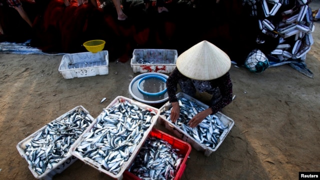 Một ngư dân Quảng Bình cho biết hiện có tình trạng cá tôm con cái bà đánh bắt về “không ai mua, cho cũng không ai lấy”.