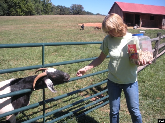Refuge Provides Happy Ending for Farm Animals 