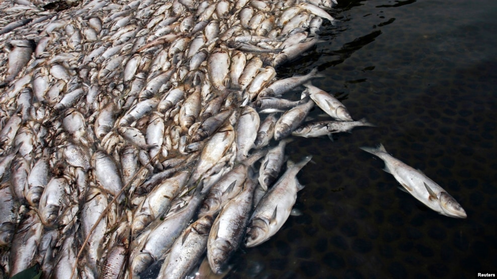 Sự cố Formosa đã khiến cá chết hàng loạt ở miền trung Việt Nam.