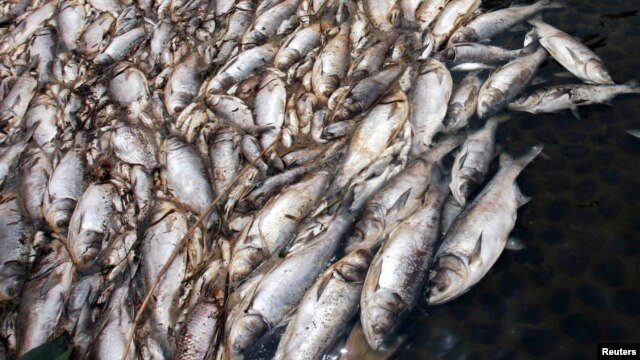 Hàng tấn cá chết đã trôi dạt vào các bờ biển Hà Tĩnh, Quảng Trị, Quảng Bình, và Huế. 