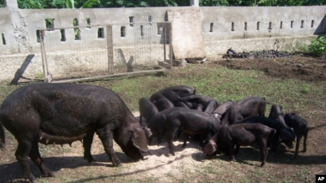 Concrete blocks transformed into livestock pens on the organic farm in Haiti that Boston physician Arielle Adrien helps support.