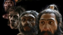 Evolucionin i neandertalëve