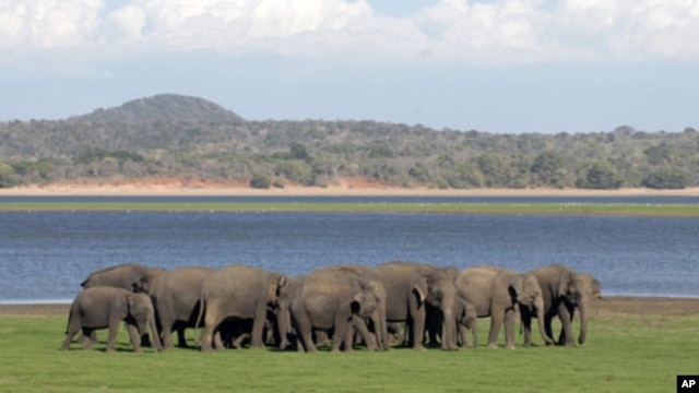 A herd of Sri Lankan wild elephants gather at Minneriya national park August 12, 2011.