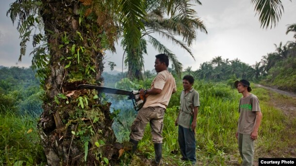 Aktivis Rudi Putra mengawasi tim restorasi hutan menebang pohon kelapa sawit di Ekosistem Leuser, Aceh.