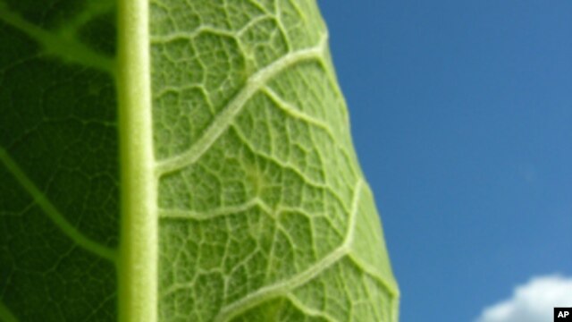 MIT scientists have created an artificial leaf which mimics photosynthesis and could be useful as an inexpensive source of electricity.