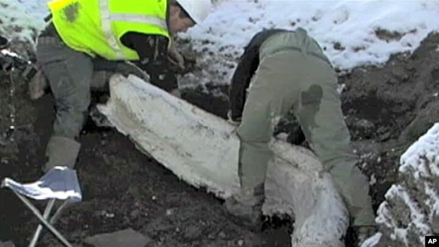 Colorado scientists have retrieved more than 600 Ice Age bones from an area which had once been an ancient mountain lake.
