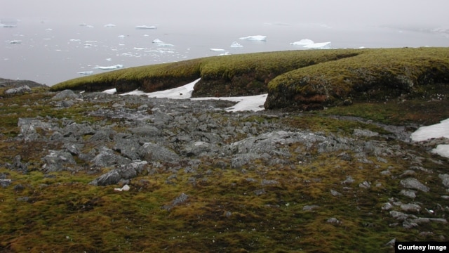 Os bancos de musgo de Signy, ao largo da Península Antártica. (Crédito: P. Boelen)