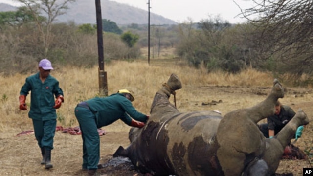 Workers perform a post-mortem on the carcass of a rhino after it was killed for its horn by poachers at the Kruger national park in Mpumalanga province, South Africa, September 14, 2011.
