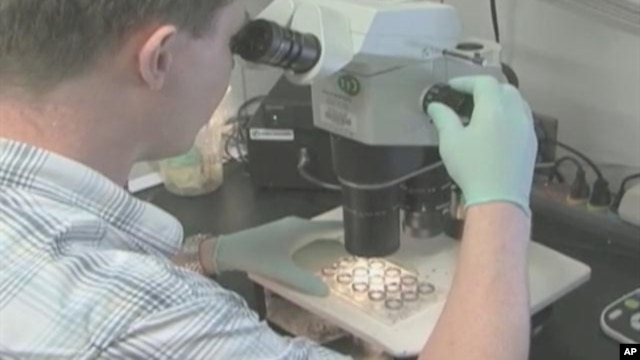 Scientists have identified antibodies that might be effective against a broad range of HIV mutations, and  which could lead to an effective HIV vaccine.